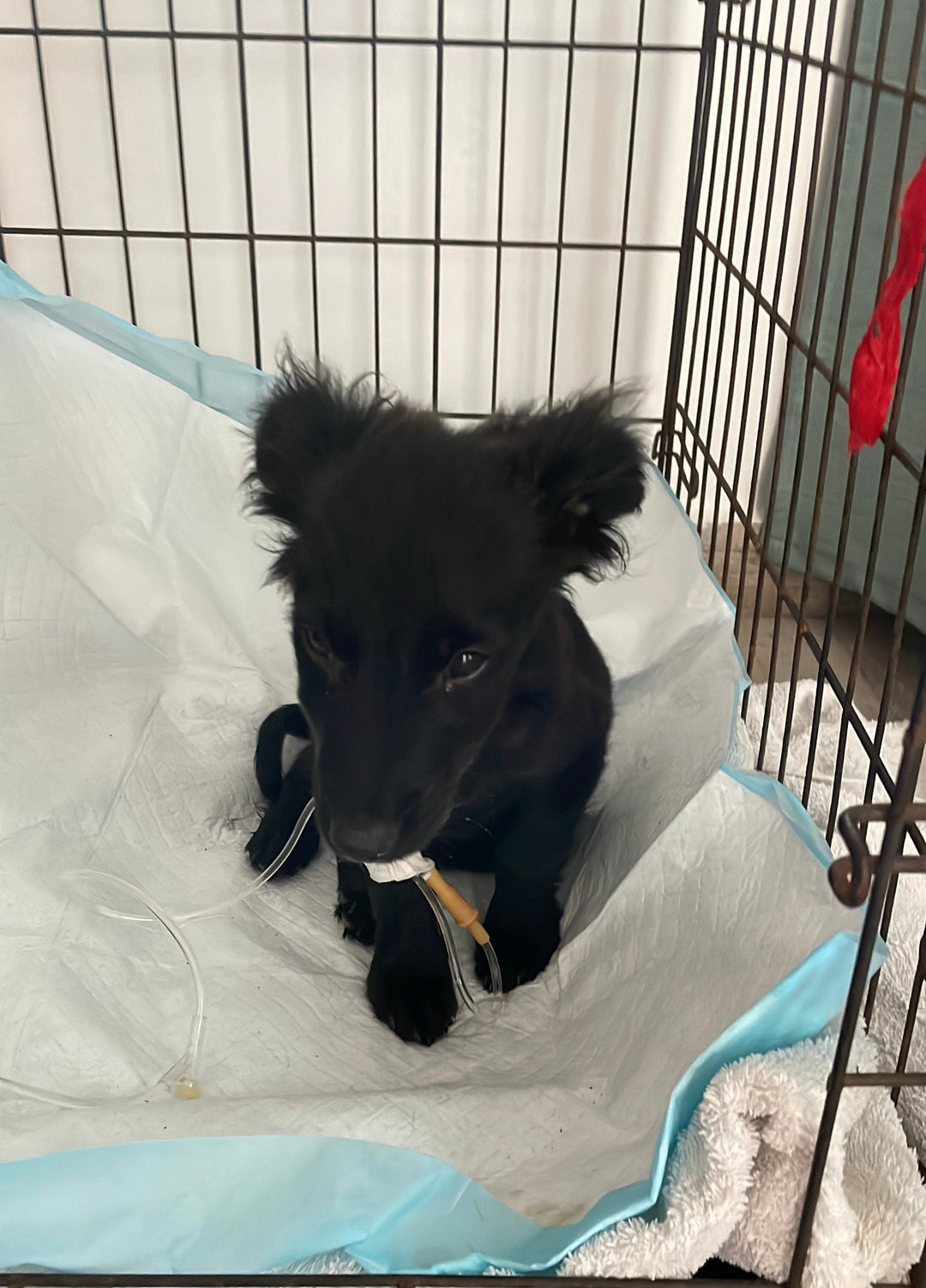 Hoffnung für Hunde in Punta Cana – Lucky der kleine Hund in seinem Käfig mit Spielzeug.