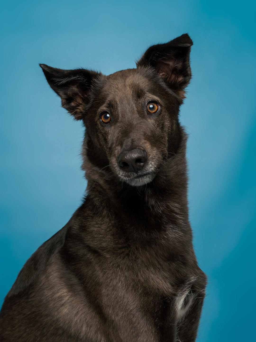 Kopfaufnahme eines Hundes mit braunen Augen, der die Geschichte vom Überlebenskampf symbolisiert.
