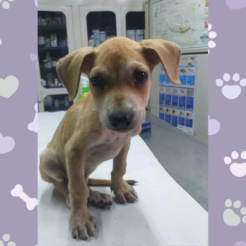 Saona – das kleine Wunder von der Insel 🌴🐕