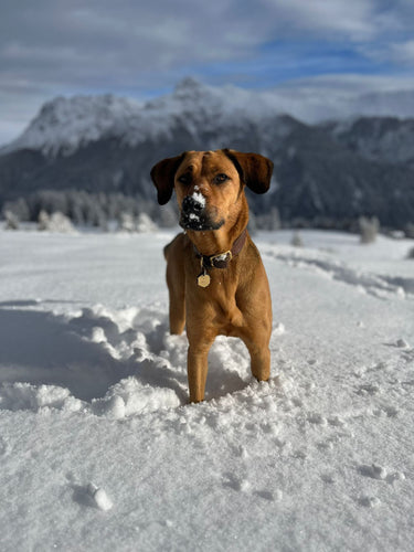 Zweite Chancen für Hunde in Not – Labradorhund steht im Schnee mit Bergen im Hintergrund.