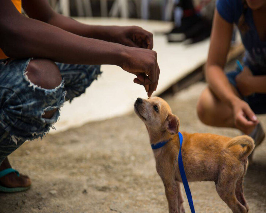 Hunde-Rettung Dominikanische Republik: Ein kleiner Hund erhält Futter von einer hilfsbereiten Person.
