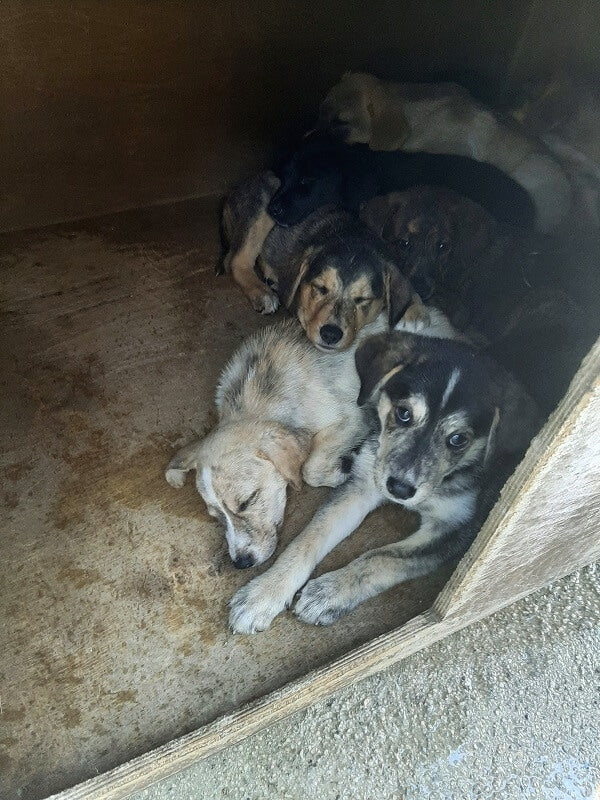 Positive Geschichten für Hunde in Not: Liebevolle Welpen in sicherem Unterschlupf.