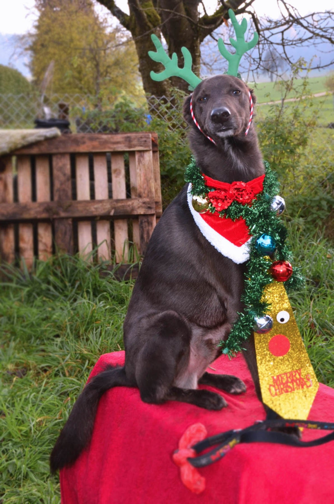 Weihnachten – Angebote & Geschenke 🎄🎁