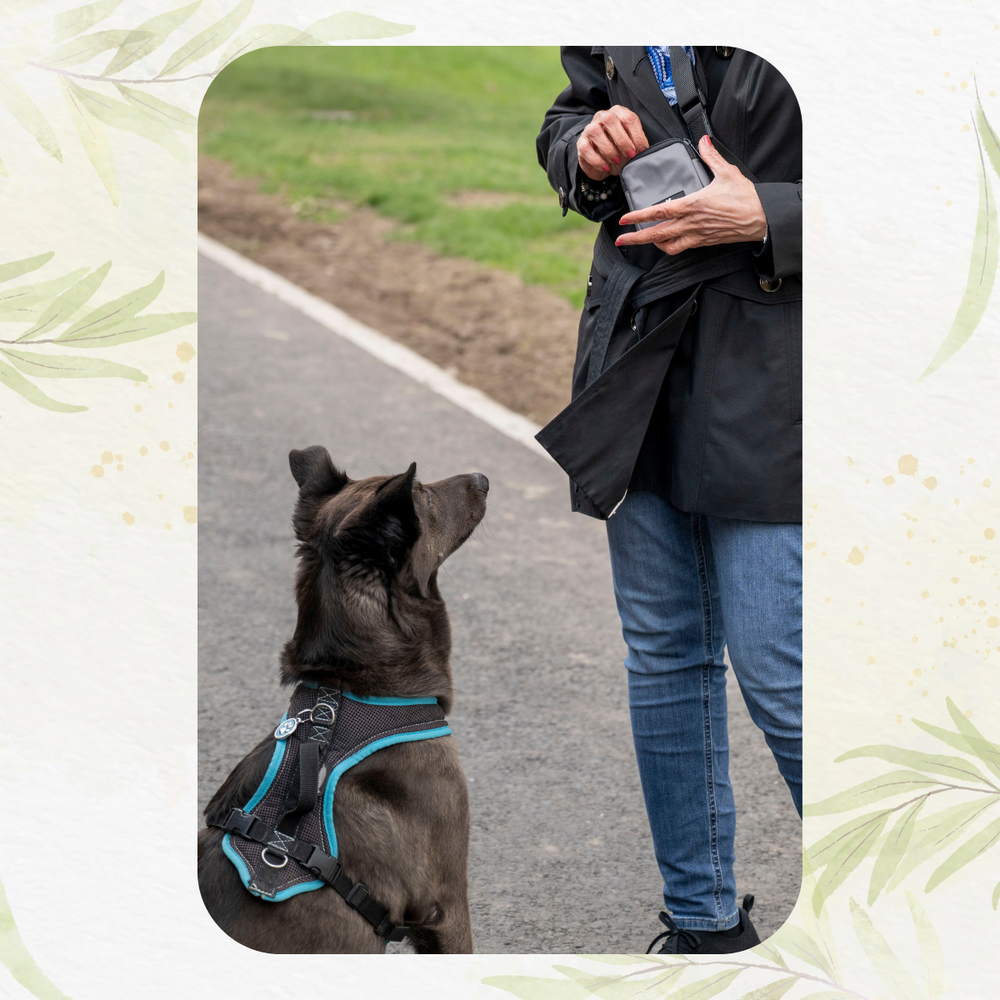 Hund und Besitzer beim Spaziergang mit einem Taschen-Set für entspannte Spaziergänge stilvoll & funktional.
