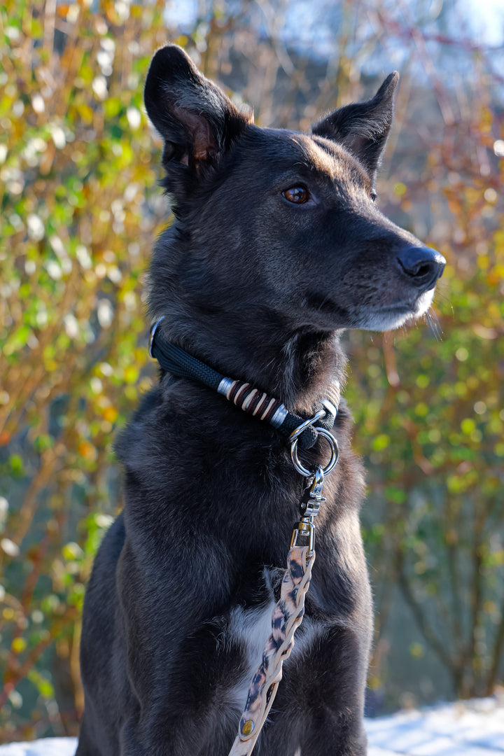 Halsband La Fiera – stark, stilvoll & zuverlässig